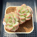 Echeveria 'Adella' 2"-3" Succulent Plant Cutting