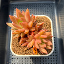 Echeveria 'Nail Polish' 3" Succulent Plant Cutting