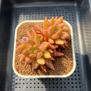 Echeveria 'Nail Polish' 3" Succulent Plant Cutting