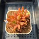 Echeveria 'Nail Polish' 3" Succulent Plant Cutting