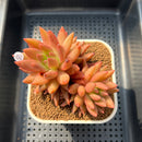 Echeveria 'Nail Polish' 3" Succulent Plant Cutting