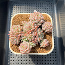 Echeveria 'Robin' 2" Succulent Plant Cutting
