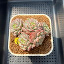 Echeveria 'Robin' 2" Succulent Plant Cutting