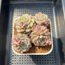Echeveria 'Robin' 2" Succulent Plant Cutting