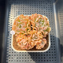 Echeveria 'Revolution' 2" Succulent Plant Cutting