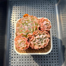 Echeveria 'Revolution' 2" Succulent Plant Cutting