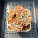 Echeveria 'Revolution' 2" Succulent Plant Cutting