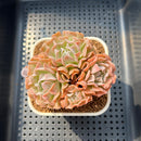 Echeveria 'Revolution' 2" Succulent Plant Cutting