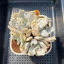 Echeveria 'Thriller Pearl' 3" Succulent Plant Cutting