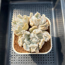 Echeveria 'Thriller Pearl' 3" Succulent Plant Cutting