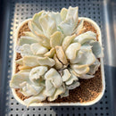 Echeveria 'Thriller Pearl' 3" Succulent Plant Cutting