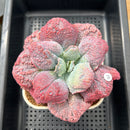 Echeveria 'Linguas' 4"-5" Succulent Plant Cutting