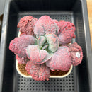 Echeveria 'Linguas' 4"-5" Succulent Plant Cutting