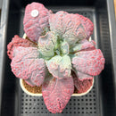 Echeveria 'Linguas' 4"-5" Succulent Plant Cutting