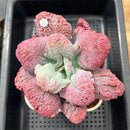 Echeveria 'Linguas' 4"-5" Succulent Plant Cutting
