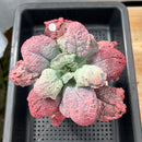 Echeveria 'Linguas' 4"-5" Succulent Plant Cutting