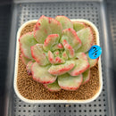 Echeveria 'White Champaign' Mutated/Variegated (Not Champagne) 3" Succulent Plant Cutting