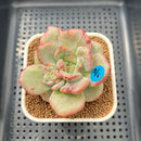 Echeveria 'White Champaign' Mutated/Variegated (Not Champagne) 3" Succulent Plant Cutting