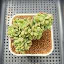 Pachyveria 'Paradoxa' Crested 3" Succulent Plant Cutting