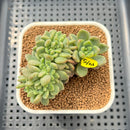 Pachyveria 'Paradoxa' Crested 3" Succulent Plant Cutting