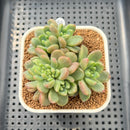 Pachyveria 'Paradoxa' Crested 3" Succulent Plant Cutting