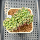 Pachyveria 'Paradoxa' Crested 3" Succulent Plant Cutting