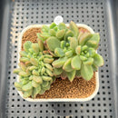 Pachyveria 'Paradoxa' Crested 3" Succulent Plant Cutting