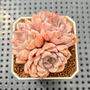 Echeveria 'Pink Zaragoza' 2" Succulent Plant Cutting