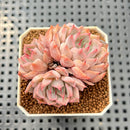Echeveria 'Pink Zaragoza' 2" Succulent Plant Cutting