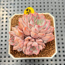 Echeveria 'Pink Zaragoza' 2" Succulent Plant Cutting