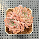 Echeveria 'Pink Zaragoza' 2" Succulent Plant Cutting