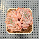 Echeveria 'Pink Zaragoza' 2" Succulent Plant Cutting