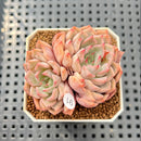 Echeveria 'Pink Zaragoza' 2" Succulent Plant Cutting