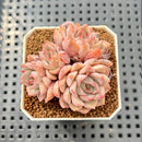 Echeveria 'Pink Zaragoza' 2" Succulent Plant Cutting