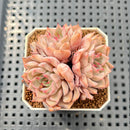 Echeveria 'Pink Zaragoza' 2" Succulent Plant Cutting