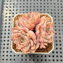 Echeveria 'Pink Zaragoza' 2" Succulent Plant Cutting