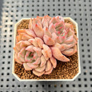 Echeveria 'Pink Zaragoza' 2" Succulent Plant Cutting