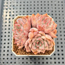 Echeveria 'Pink Zaragoza' 2" Succulent Plant Cutting