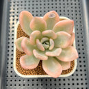 Graptoveria 'Opalina' Variegated 3" Succulent Plant Cutting