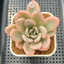 Graptoveria 'Opalina' Variegated 3" Succulent Plant Cutting
