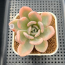 Graptoveria 'Opalina' Variegated 3" Succulent Plant Cutting