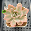 Graptoveria 'Opalina' Variegated 3" Succulent Plant Cutting