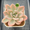 Graptoveria 'Opalina' Variegated 3" Succulent Plant Cutting