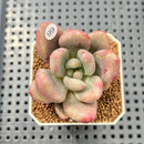 Graptoveria 'Ruby Donna' Mutated/Variegated 2" Succulent Plant Cutting