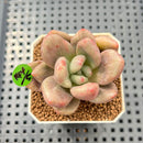 Graptoveria 'Ruby Donna' Mutated/Variegated 2" Succulent Plant Cutting