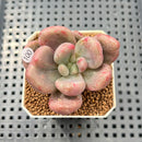 Graptoveria 'Ruby Donna' Mutated/Variegated 2" Succulent Plant Cutting