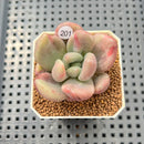 Graptoveria 'Ruby Donna' Mutated/Variegated 2" Succulent Plant Cutting