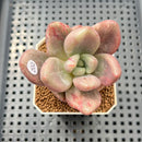 Graptoveria 'Ruby Donna' Mutated/Variegated 2" Succulent Plant Cutting