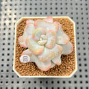 Echeveria 'Heart Song' 2" Succulent Plant Cutting
