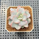 Echeveria 'Heart Song' 2" Succulent Plant Cutting